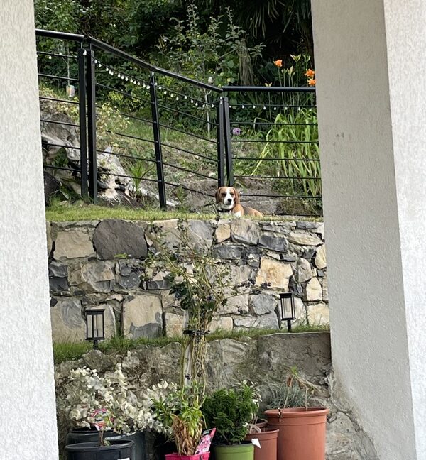 23-Giardino (2)